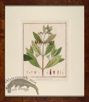 Hayne's Botanical in Burl 18